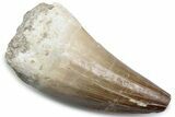 Fossil Mosasaur (Mosasaurus) Tooth - Morocco #384026-1